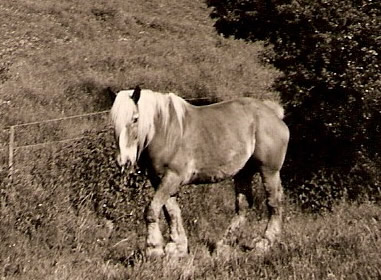 Het paard Vos. Eerst eigendom van opa Harm Hillinga en daarna van zijn zoon Eggo Hillinga. Vos loopt hier langs de inmiddels verdwenen dijk achter de woningen te Nieuwe Statenzijl. 
Foto: ©Harm Hillinga, 1964.